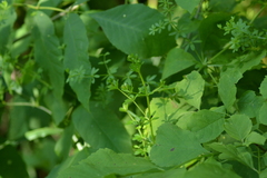 Galium asprellum