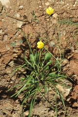 Ranunculus acris