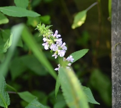Stachys hispida
