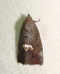 Hypsoropha hormos