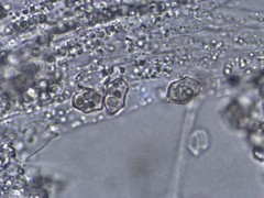 Entoloma fuscosquamosum