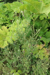Melilotus albus
