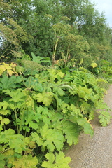 Heracleum sosnowskyi