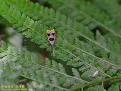 Deltoplastis commatopa