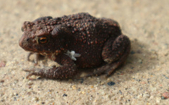 Bufo bufo