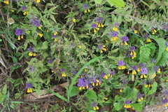 Melampyrum nemorosum