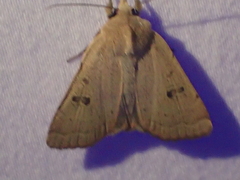 Dichagyris variabilis