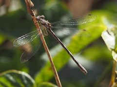 Lestes stultus