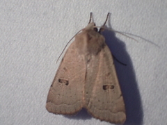 Dichagyris variabilis