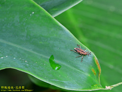 Sphenocorynes kosempoensis