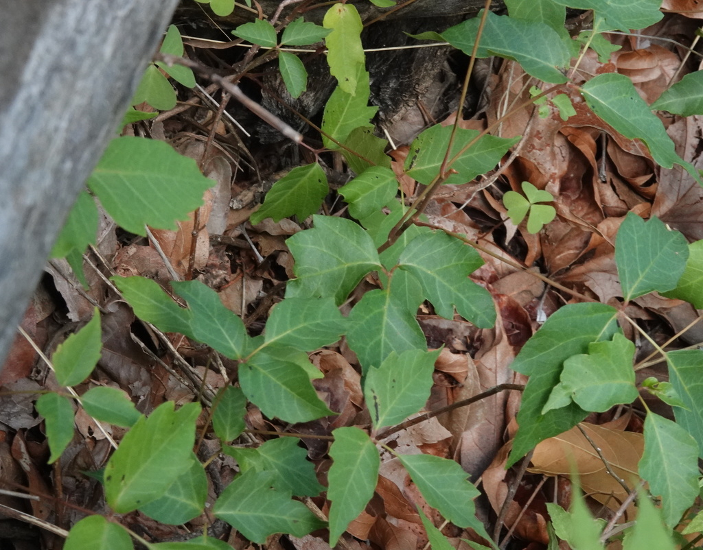 eastern poison ivy from Super Trail, Santa Cruz County, AZ, USA on July 28, 2020 at 1018 AM by