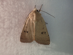 Dichagyris variabilis