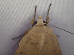 Dichagyris variabilis