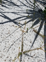 Euphorbia polyphylla image