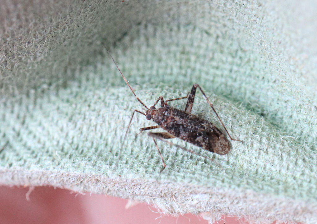 Phytocoris pini