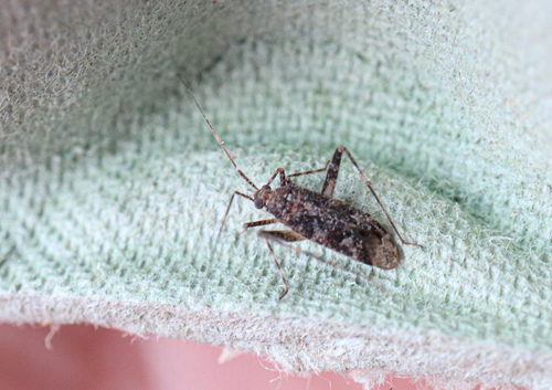 Phytocoris pini