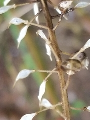 Lepidium campestre