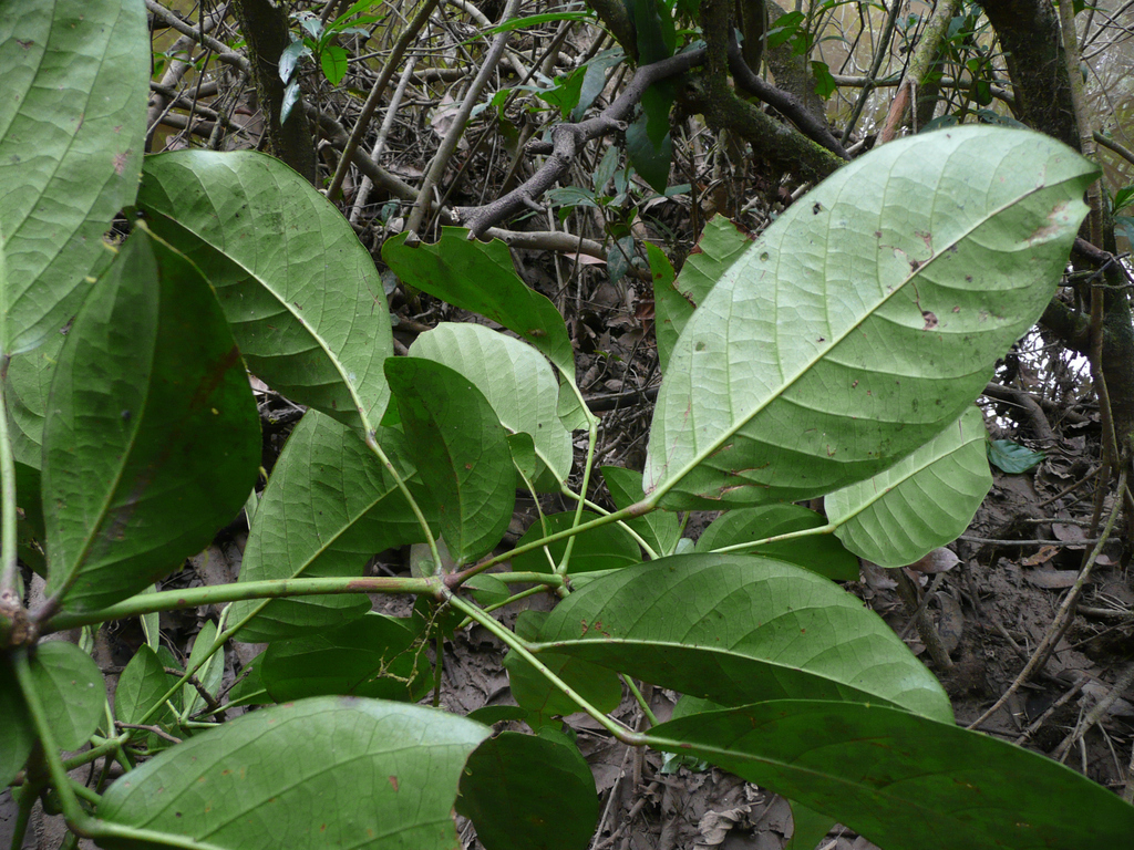 Spondiantheae