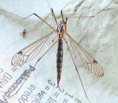 Nephrotoma aculeata