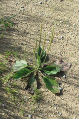 Plantago major