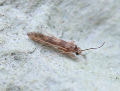 Agraylea