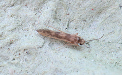 Agraylea