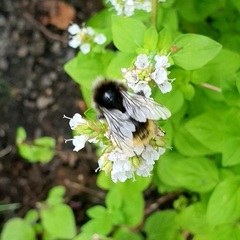 Bombus