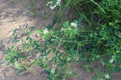 Melilotus albus
