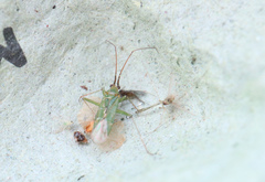 Blepharidopterus angulatus