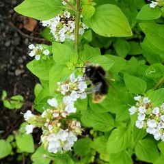 Bombus