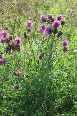 Centaurea scabiosa