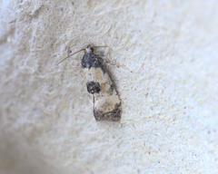 Neocochylis dubitana
