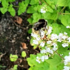 Bombus