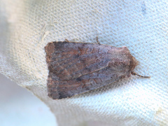 Protolampra sobrina