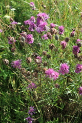 Centaurea scabiosa