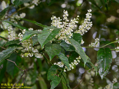 Itea parviflora
