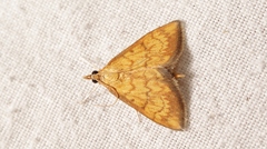 Ecpyrrhorrhoe rubiginalis