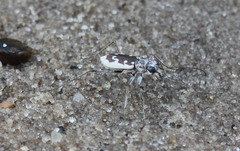 Ellipsoptera wapleri