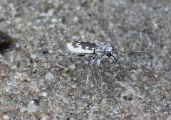 Ellipsoptera wapleri