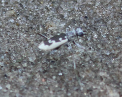 Ellipsoptera wapleri