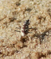 Ellipsoptera wapleri
