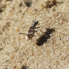 Ellipsoptera wapleri