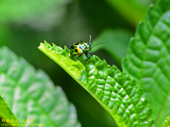 Lamprocoris lateralis