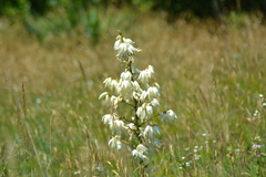 Yucca flaccida