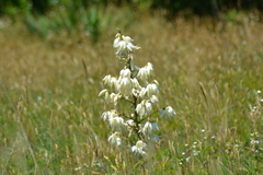 Yucca flaccida