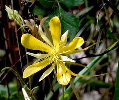 Aquilegia chrysantha