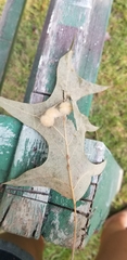 Callirhytis infuscata