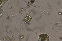 Scenedesmaceae