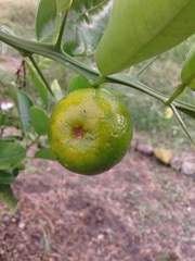 Citrus