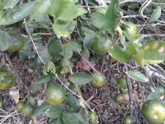 Citrus